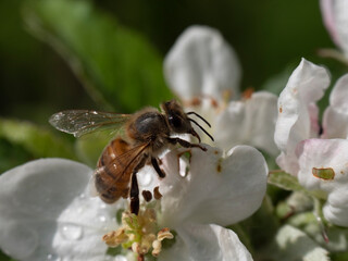 Honey bee collects nectar from a white cherry blossom