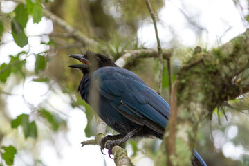 The blue jay bird on the tree