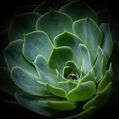 Fototapeta premium close up of echeveria elegans