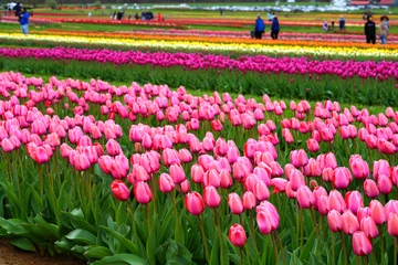  View of a colorful tulip field with flowers in bloom in Cream Ridge, Upper Freehold, New Jersey, United States © eqroy