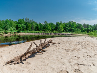 Panorama Beautiful driftwood on sandy beach of forest river clear sky