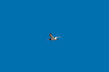 Bird flying in blue sky with red beak and white feathers