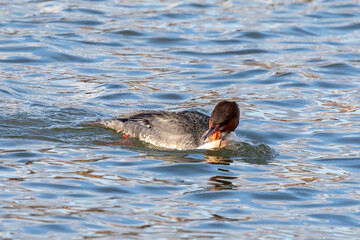 The common merganser (North American) or goosander (Eurasian) (Mergus merganser). Female on the hunt