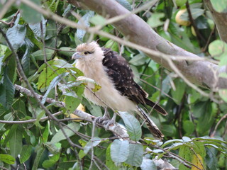 Gavilán Pecho Blanco