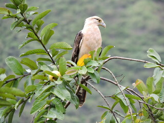 Gavilán Pecho Blanco