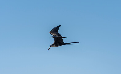 Gaviota Peruana