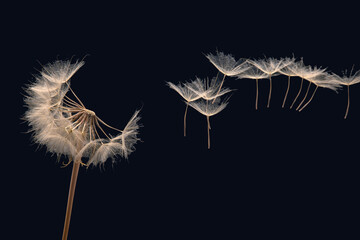 Dandelion seeds flying next to a flower on a dark background