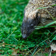 A hedgehog. Predator free Aotearoa New Zealand