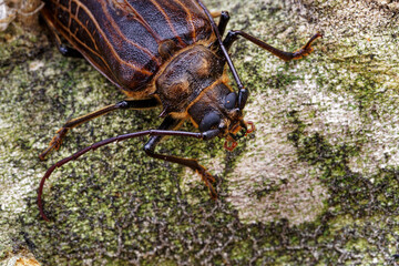 Huhu beetle, a longhorn beetle endemic to Aotearoa, New Zealand.