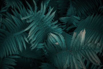 Naklejka na ściany i meble Full frame of Ferns polypodiopsida or japanese fern, green natural background