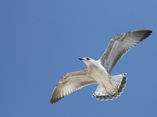 Obraz premium seagull in flight