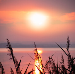 Naklejka premium sunset in the field