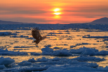 知床半島の流氷とオオワシ・オジロワシ（北海道羅臼沖） © Shiretoko Dream