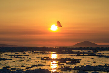 知床半島の流氷とオオワシ・オジロワシ（北海道羅臼沖）
