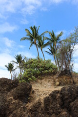 Fototapeta na wymiar palm trees on volcanic island