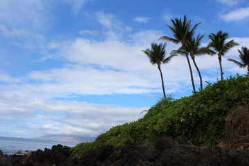 Plakat palm trees on volcanic island