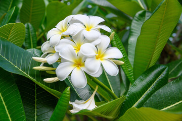 white plumeria flowers anelghowhat (mystery island) vanuatu - obrazy, fototapety, plakaty
