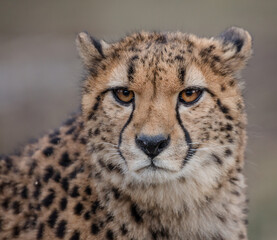 portrait of a cheetah