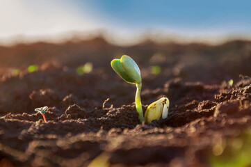 Close-up tender first sprouts of soybean in the open field. Agricultural plants. The soybean plant...