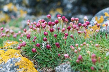 Obraz premium flowers in the garden