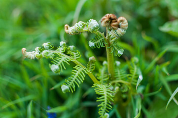 close up of a fern