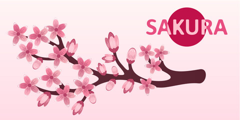 Sakura branch with blooming flowers. Vector color illustration.