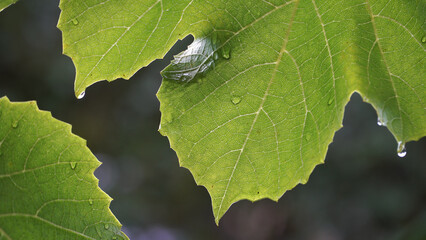 An example of the decorative texture of a vine green leaf when viewed against light in rainy weather with the water drops on a plant. The natural elements beauty of summer.