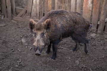 Wild forest boar in the household enclosure. High quality photo