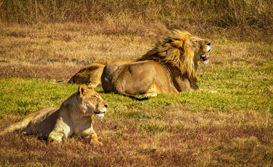 Naklejka premium Lion and lioness lying on grass, lion roaring