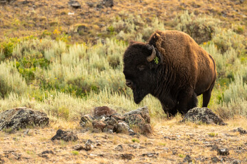 Male Bison With Pine Branch Stuck Behind Horn Climbs A Rocky Hill