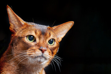 Close-up portrait angry Abyssinian cat. Copy space.