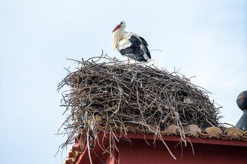 White Stork (Ciconia ciconia) standing in its nest on a roof.

Cigüeña blanca (Ciconia ciconia)...