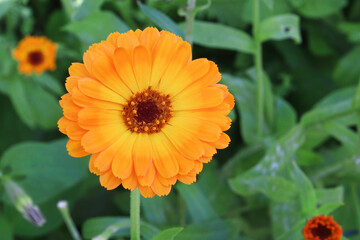 Closeup of orange english marigolds growing in the garden.