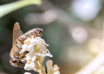 Macro shot of European Honeybee working on flowers