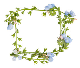 Fototapeta na wymiar Little blue wild flowers isolated on white. Frame from plants. Wreath from flowers