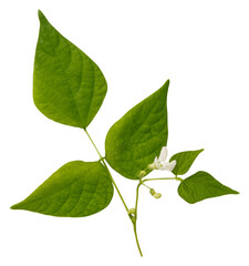 Young spring blooming bean twig isolated on white. 
