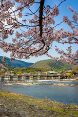 Fototapeta na wymiar 京都にある嵐山の渡月橋付近で見た、満開の桜と快晴の青空