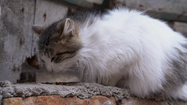Fluffy white and grey domestic cat eats food scattered on stone of old ruined building in ancient town OF Montenegro closeup