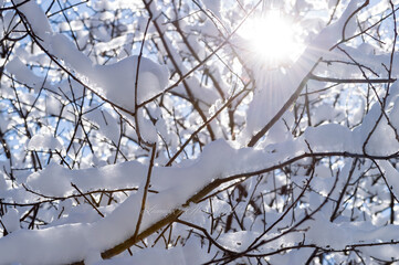 Sun glaring through the white-covered snow tree branches. 
