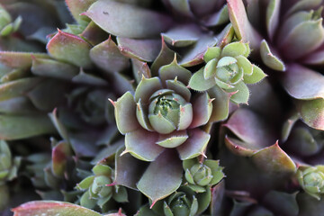 Closeup view of hens and chicks succulent plants