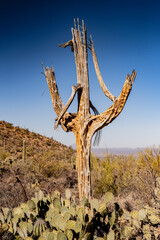 Old Saguaro Cactus Decomposing In Desert