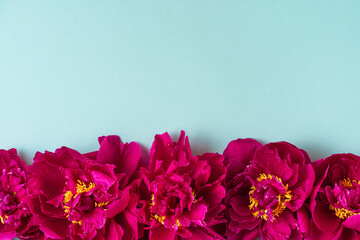 Flowers composition. Border made of pink peony flowers on blue background. Flat lay. top view