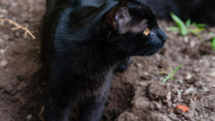 The black cat in the trench