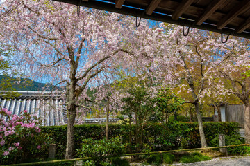 春の京都大原三千院で見た、庭に咲き誇る満開の桜の花と背景の青空