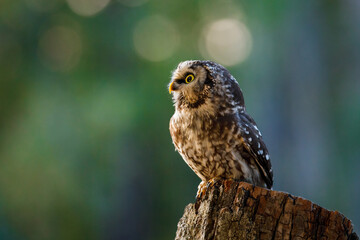 Owl at sunrise. Boreal owl, Aegolius funereus, perched on decayed trunk. Typical small owl with big yellow eyes in first morning sun rays. Known as Tengmalm's owl. Habitat Europe, Asia, N. America.