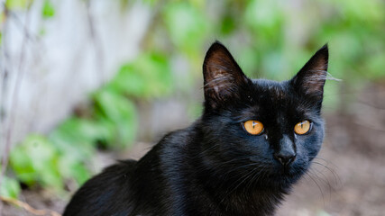 The black cat in the trench