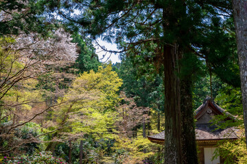 春の京都・大原の三千院で見た、緑が広がる有清園の風景と隙間から見える青空