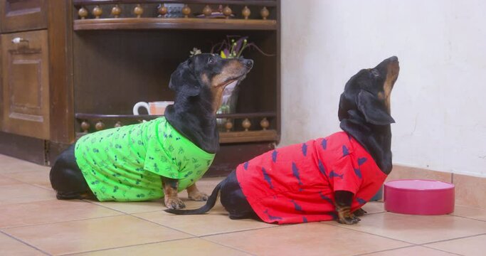Two cute hungry dachshund dogs in colored t-shirts are sitting next to empty ceramic bowls and begging for food. Owner is late with feeding according to daily schedule.