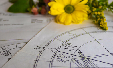 Printed astrology charts with yellow flowers in the background	