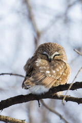 northern saw-whet owl (Aegolius acadicus)